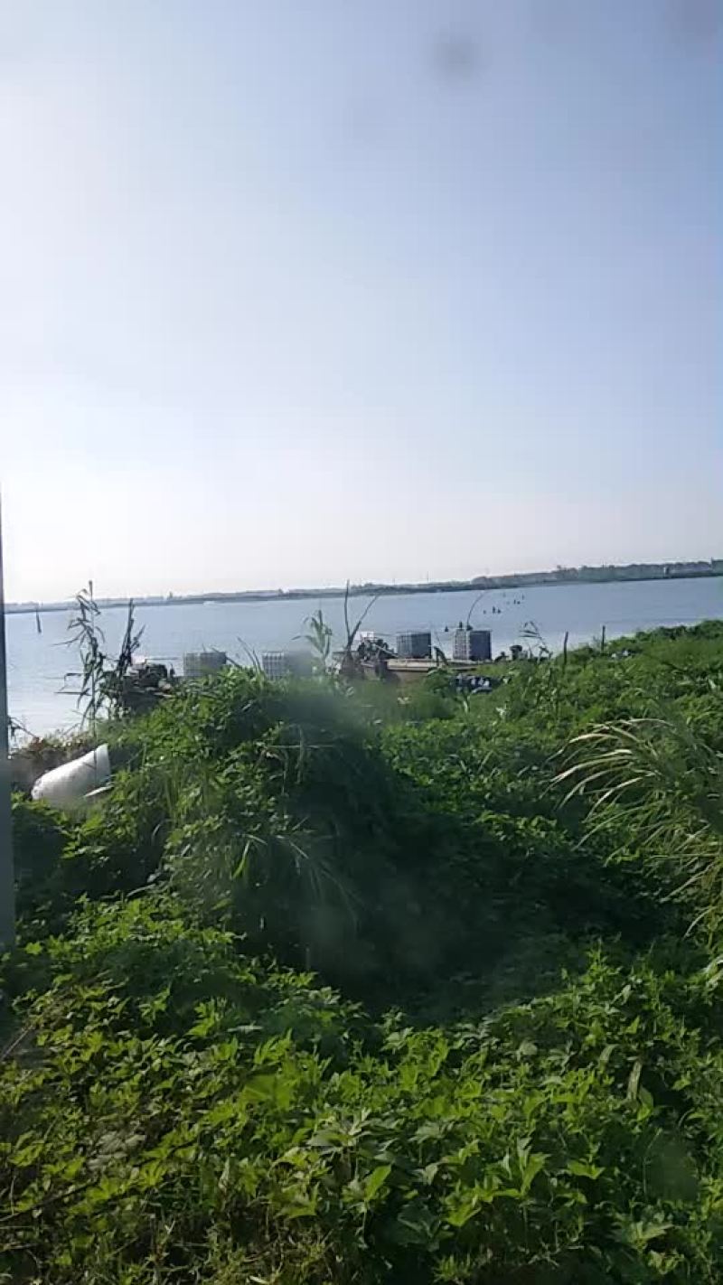 鲫鱼