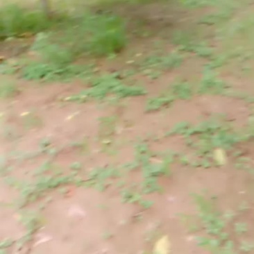 美国香菱核桃