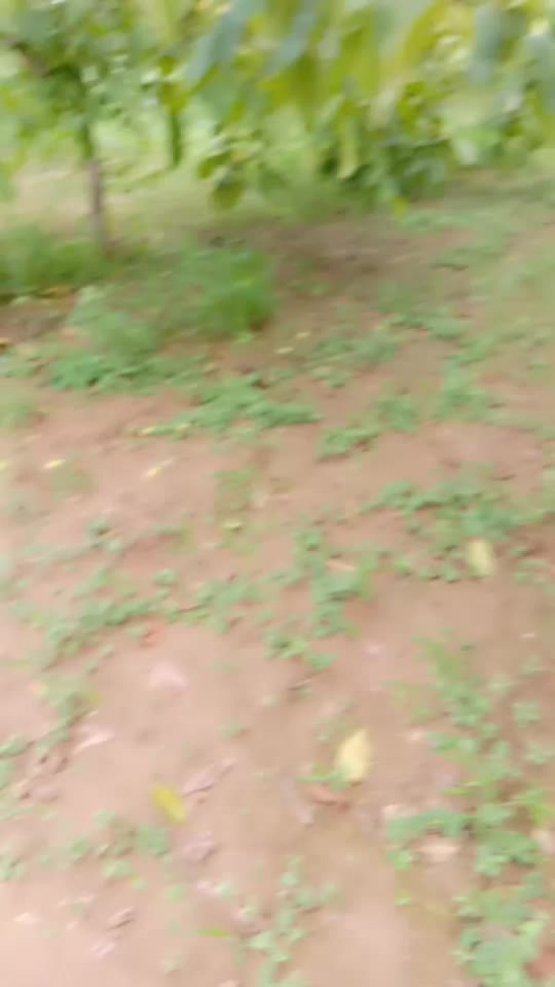 美国香菱核桃