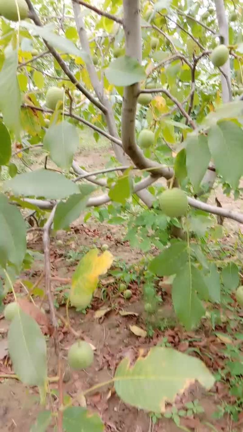 美国香菱核桃