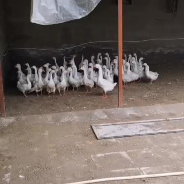 出售大鹅