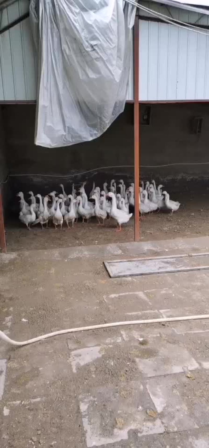 出售大鹅