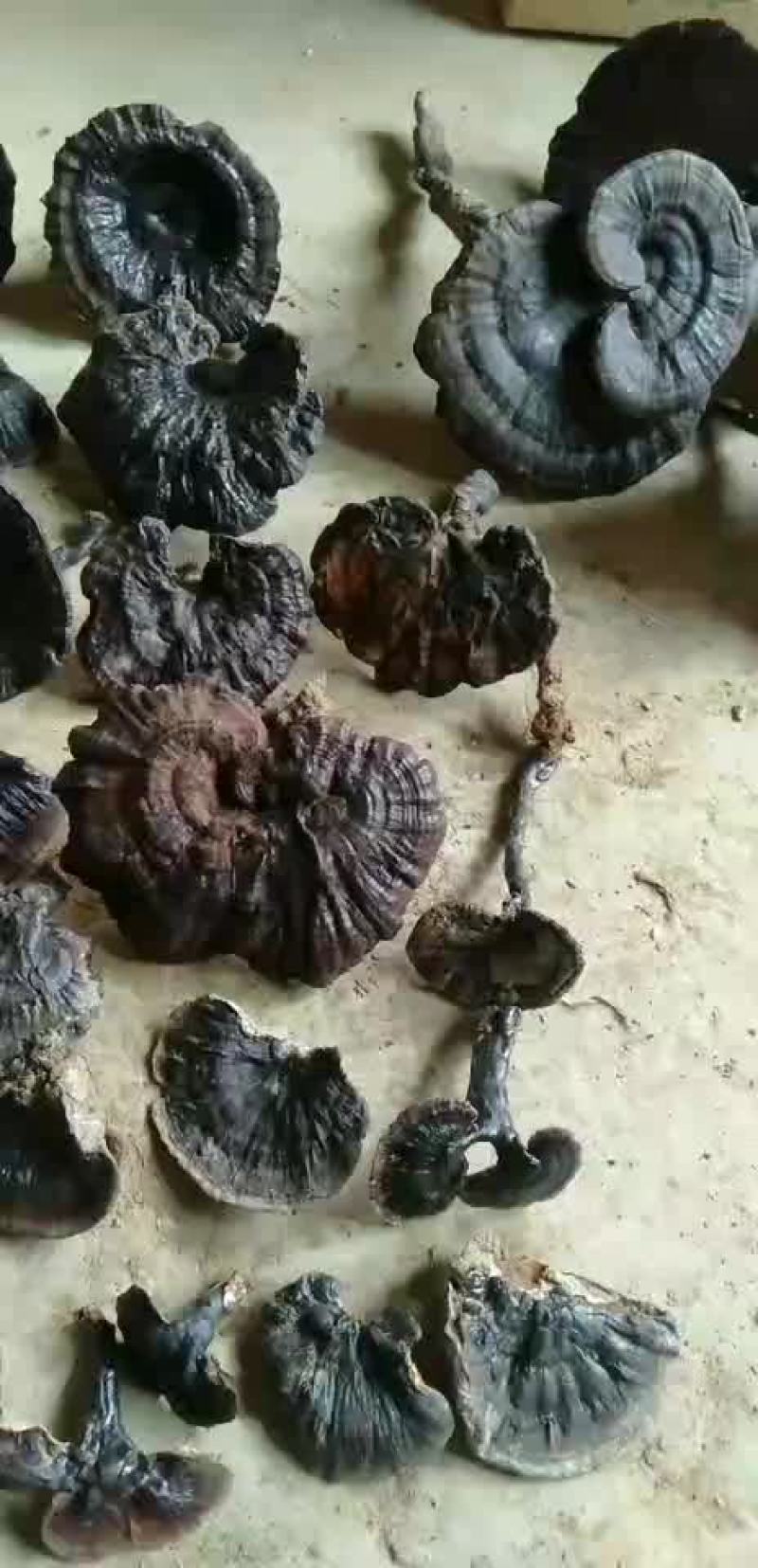 广西十万大山纯野生灵芝