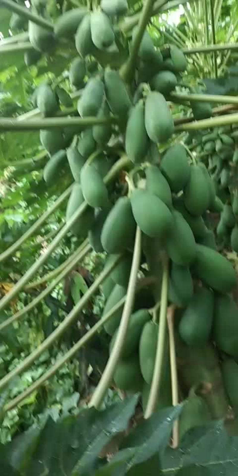云南河口红心木瓜，场地直销，保质保量，可以根据你的规格下