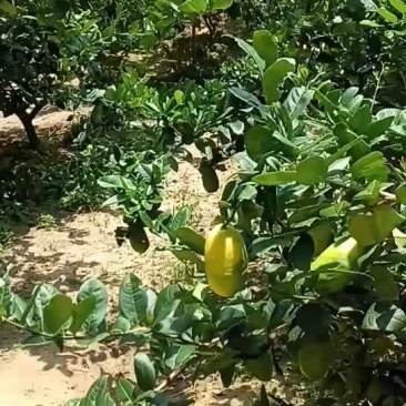台湾香水柠檬