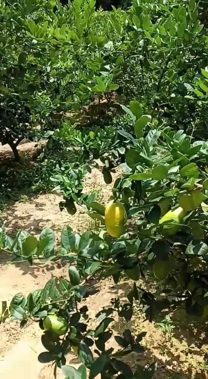 台湾香水柠檬