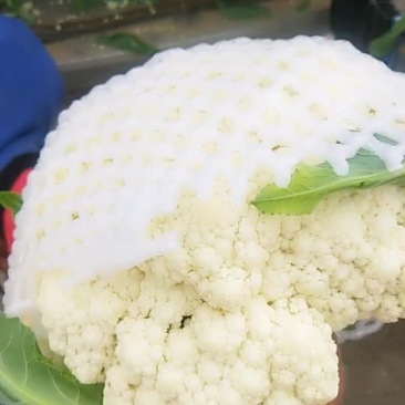 有机花菜