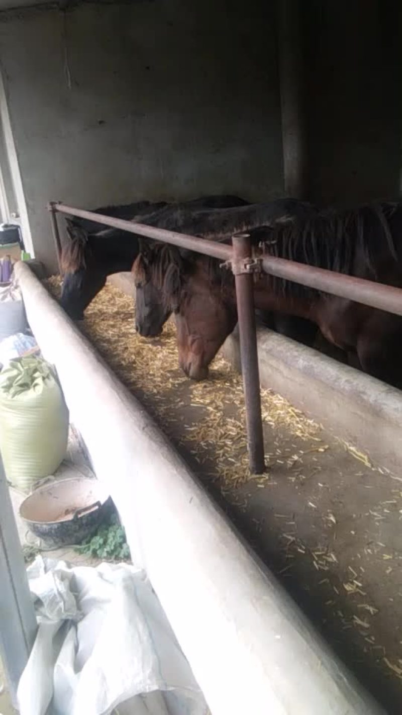 小马驹。