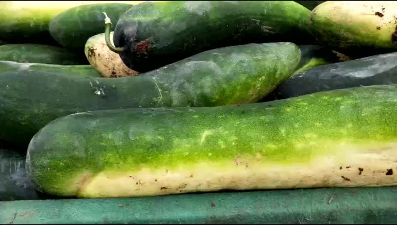 黑皮冬瓜