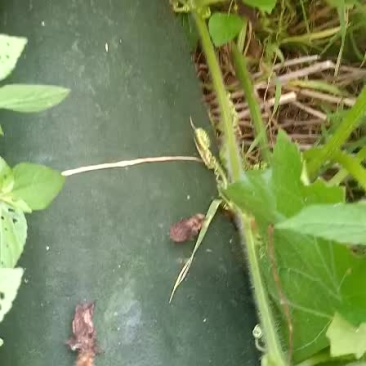 黑皮冬瓜