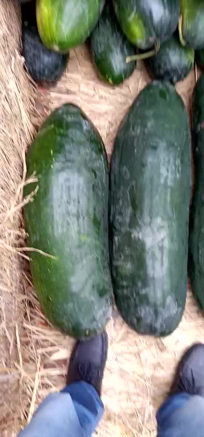 黑皮冬瓜
