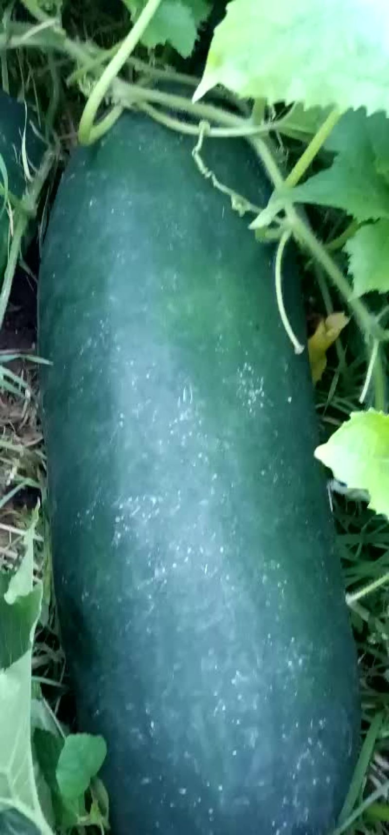 黑皮冬瓜