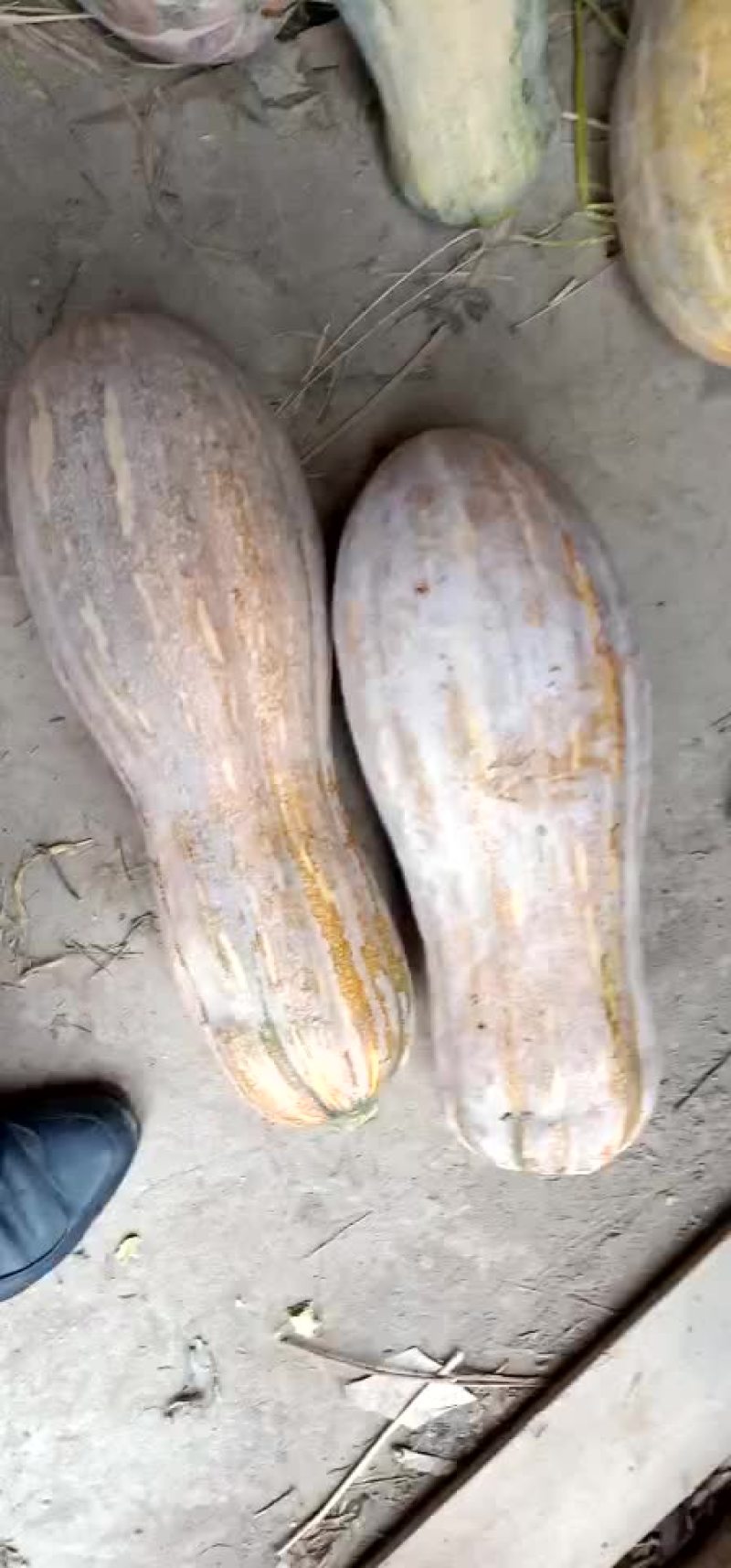 南瓜