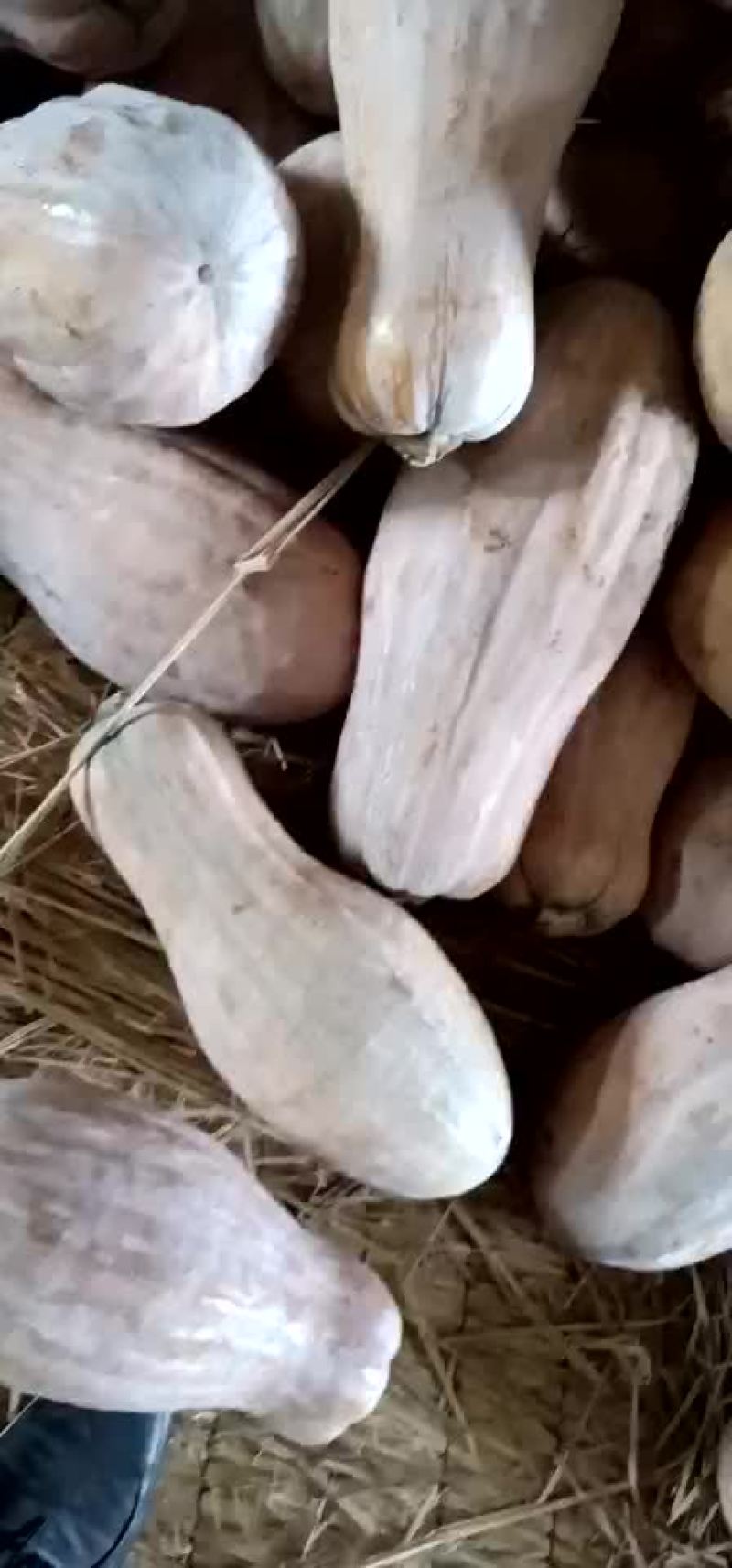 南瓜