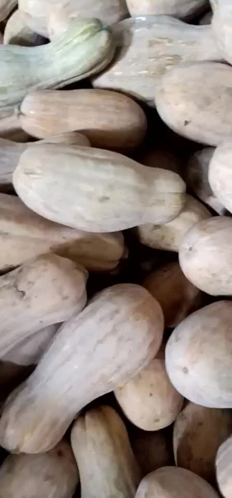 南瓜