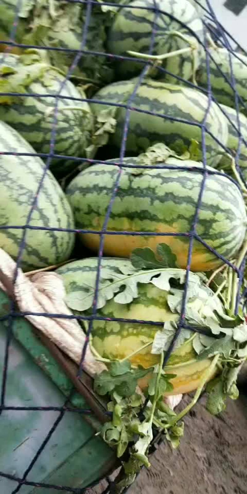 长花瓜春光62，冠龙新机遇