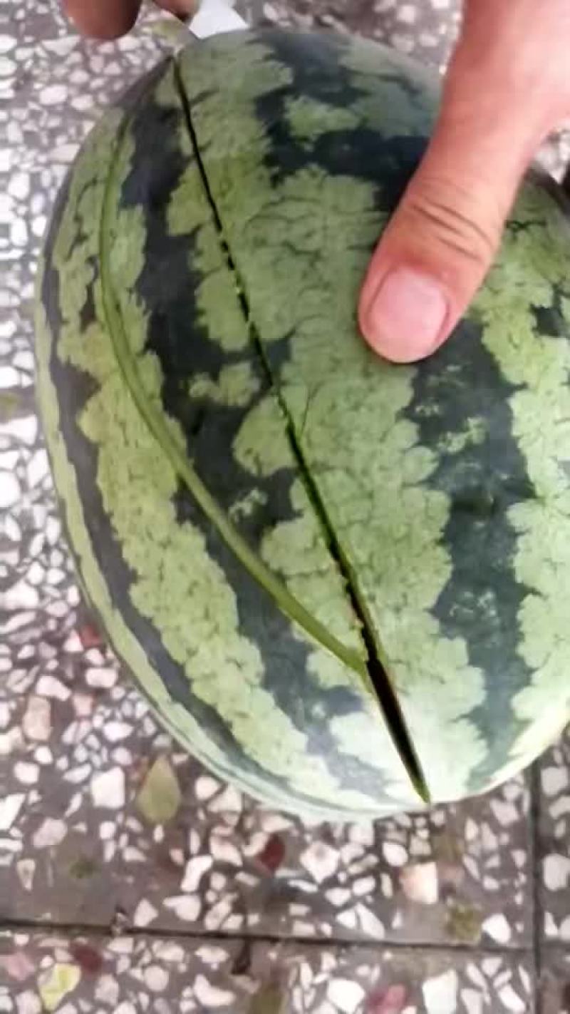 长花瓜春光62，冠龙新机遇