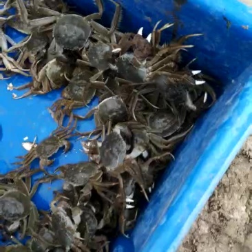 吉林地区河蟹