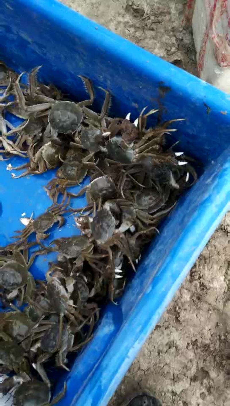 吉林地区河蟹
