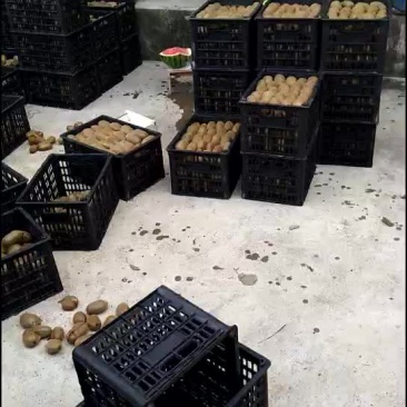 米良一号猕猴桃