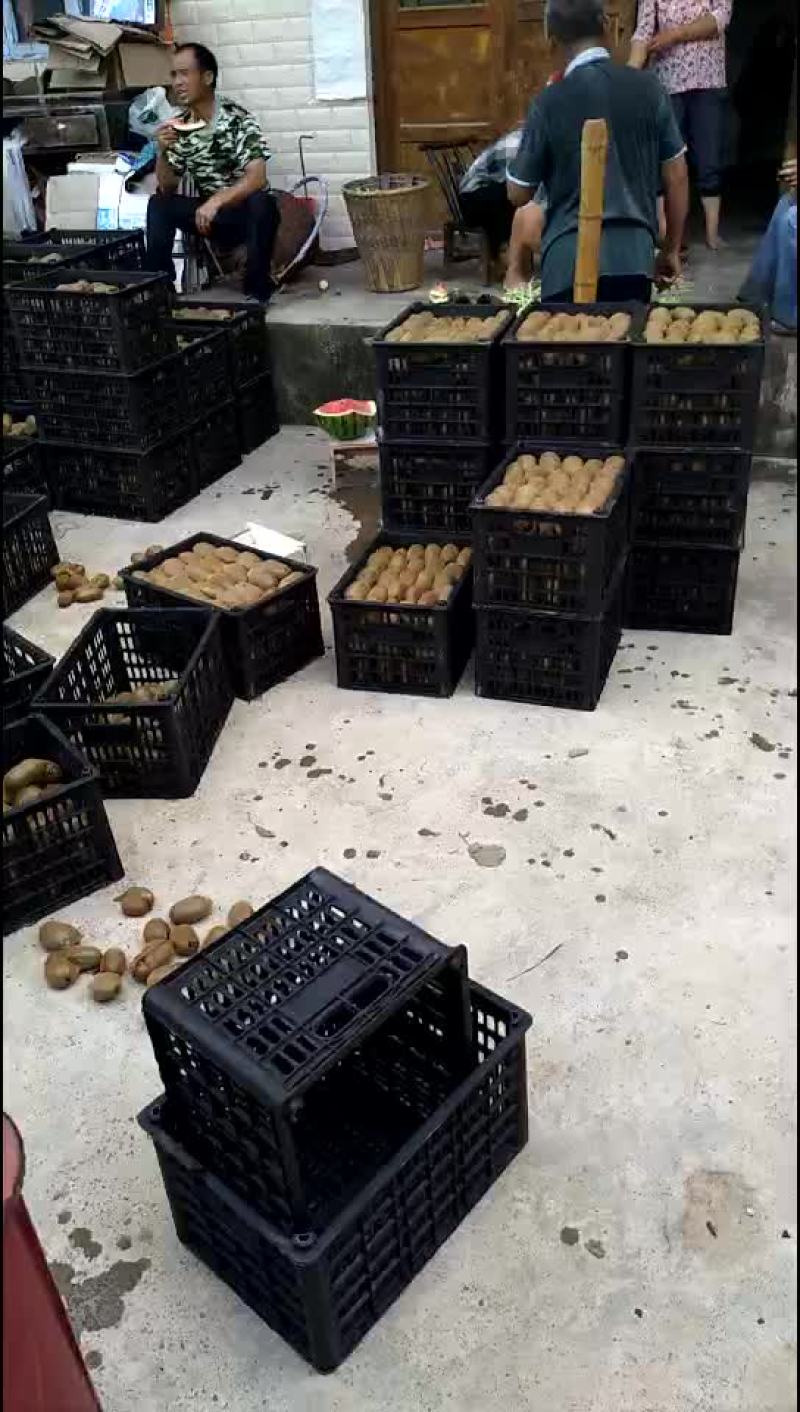米良一号猕猴桃