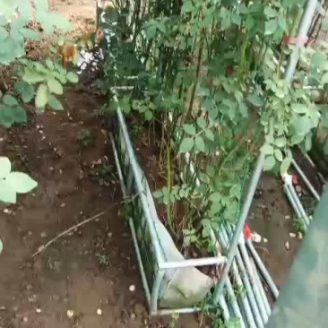 网片月季
