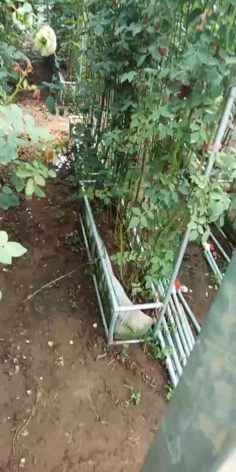 网片月季