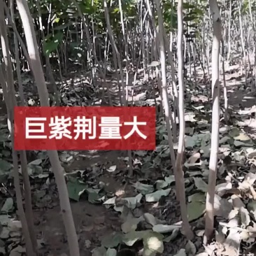 巨紫荆