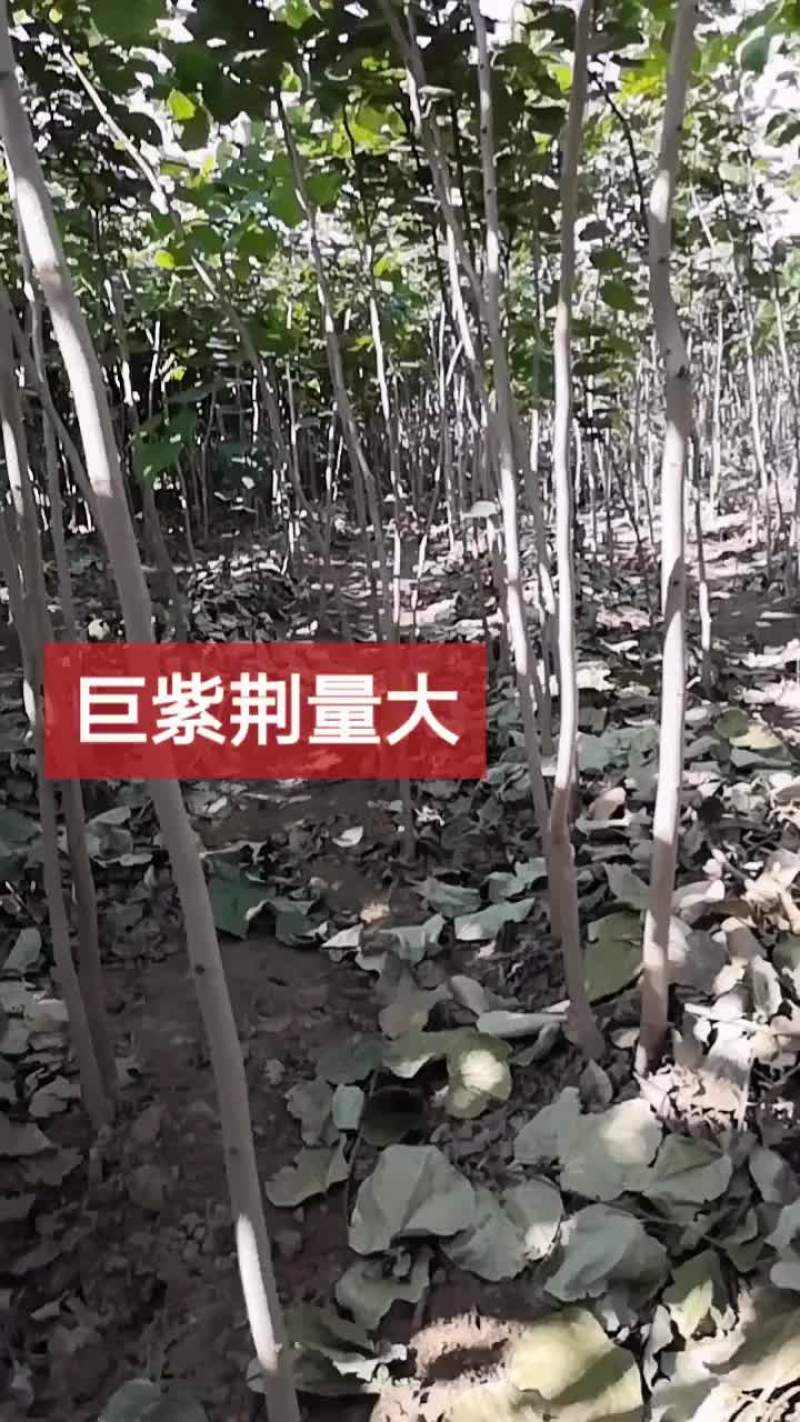 巨紫荆