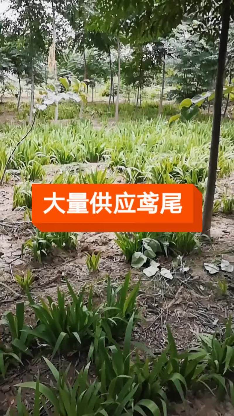 鸢尾