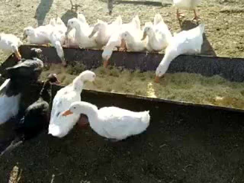 发酵玉米纤维