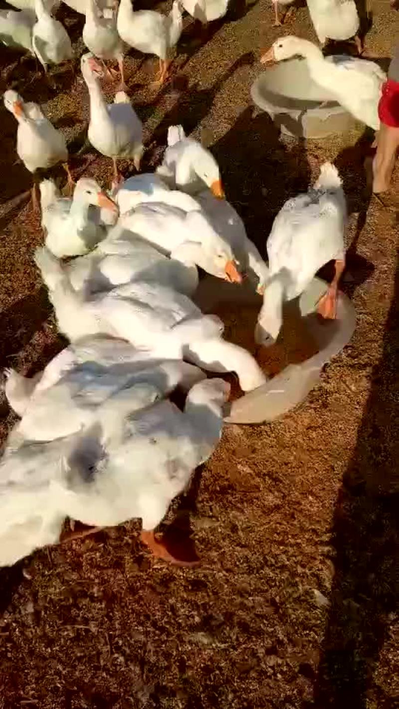 发酵玉米纤维