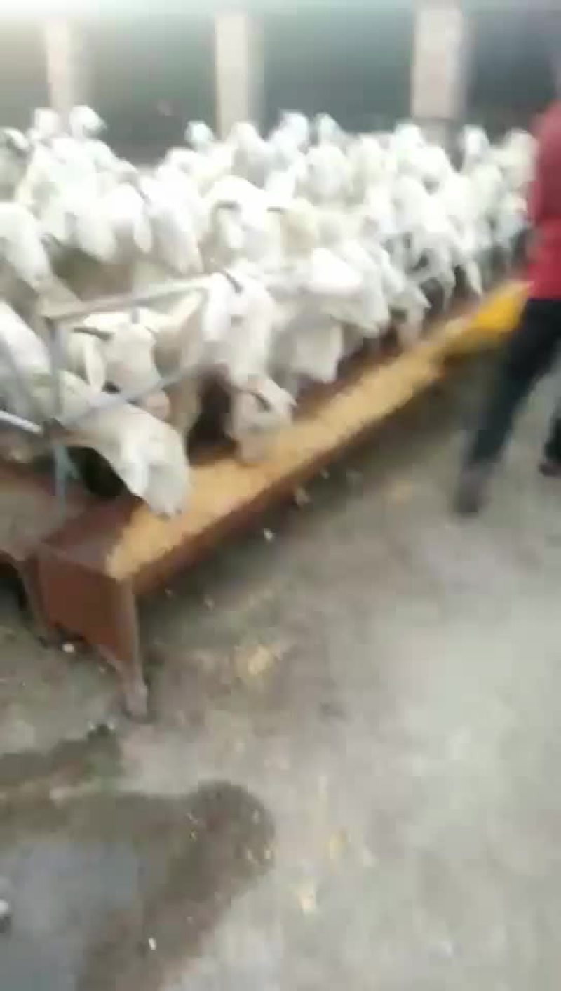 发酵玉米纤维