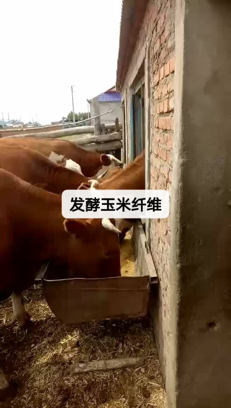 发酵玉米纤维
