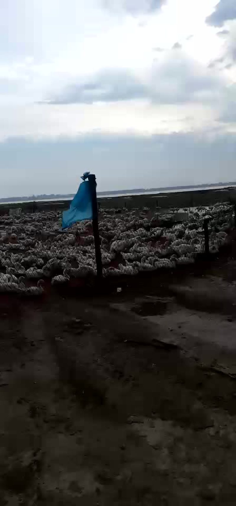 发酵玉米纤维