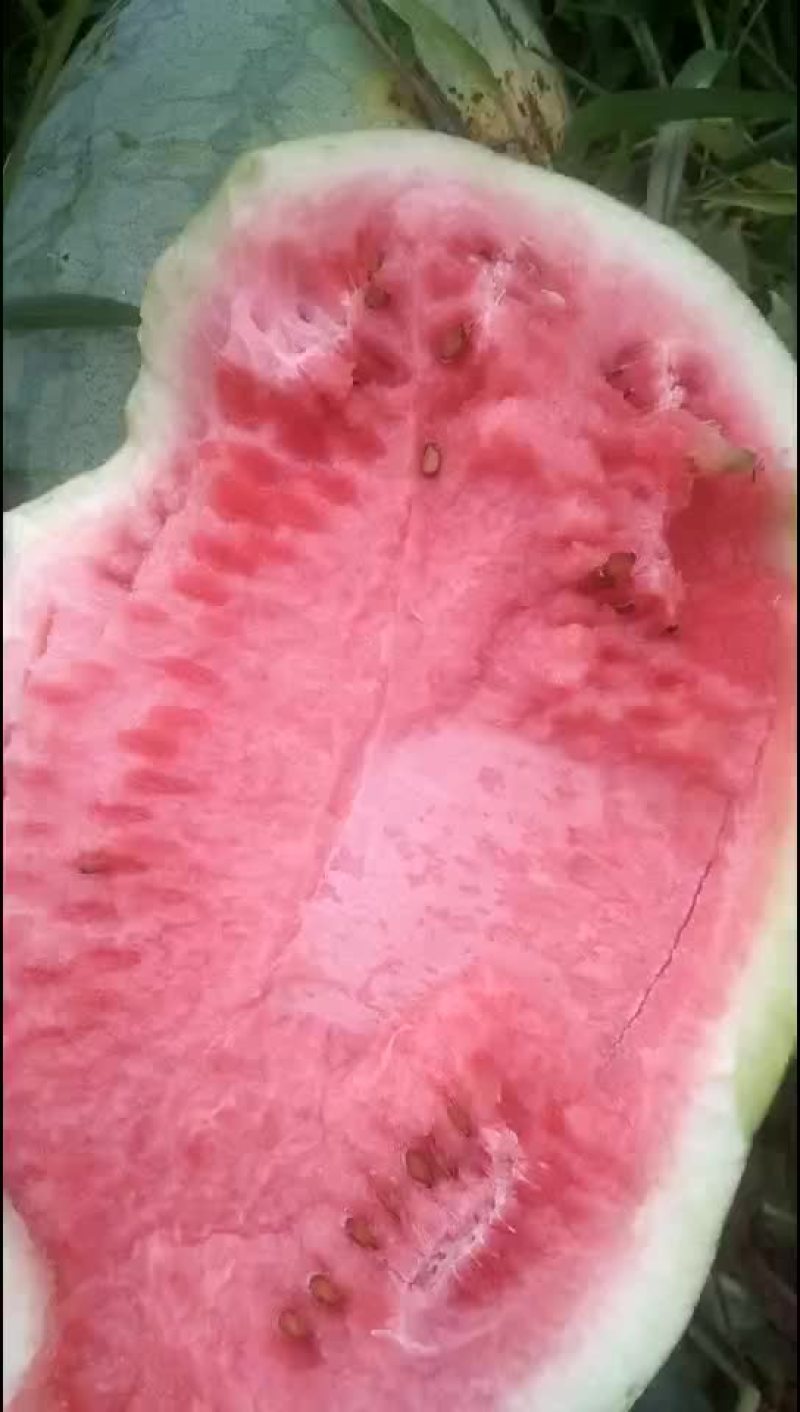 西瓜