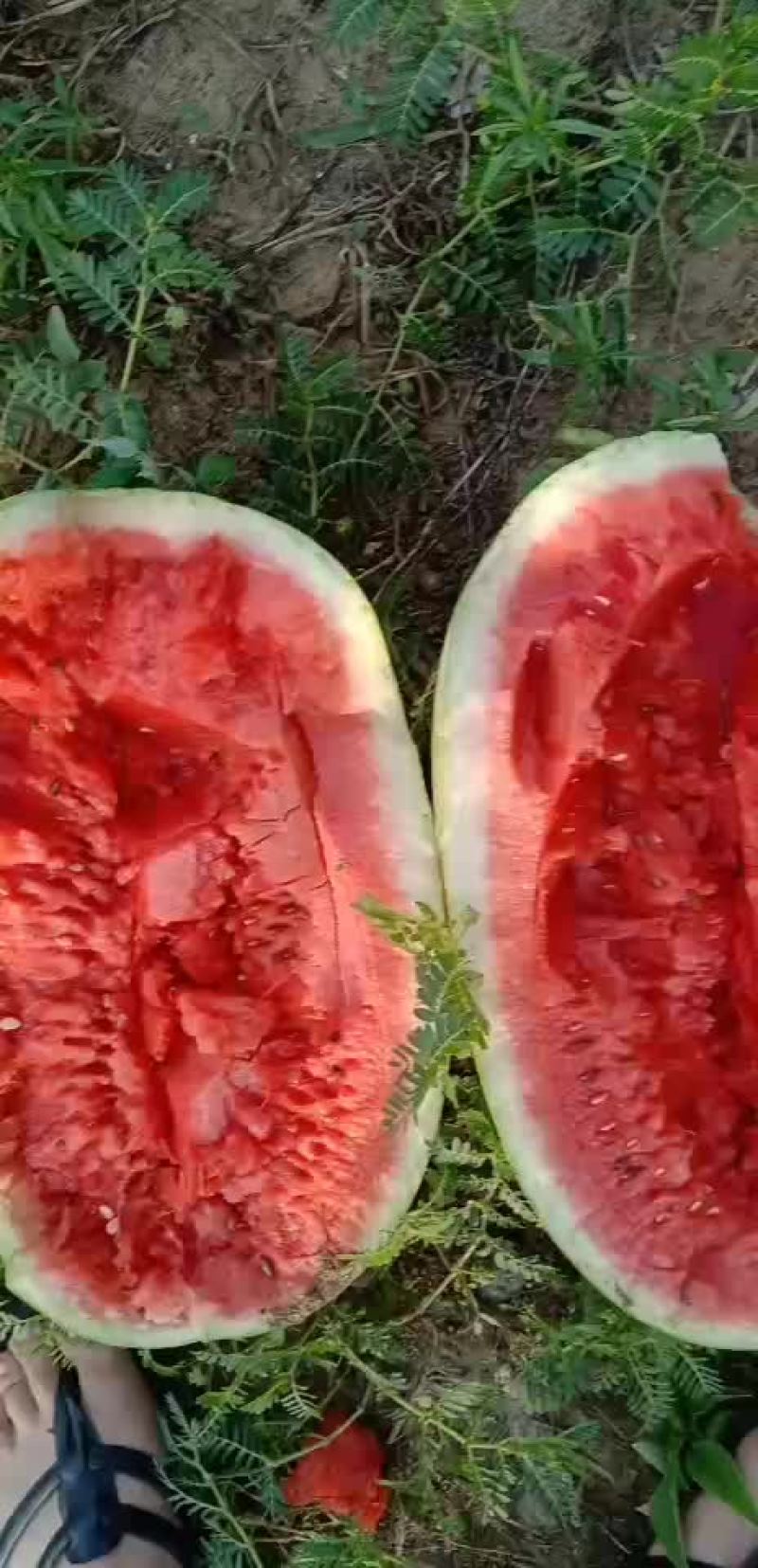 金城5号西瓜