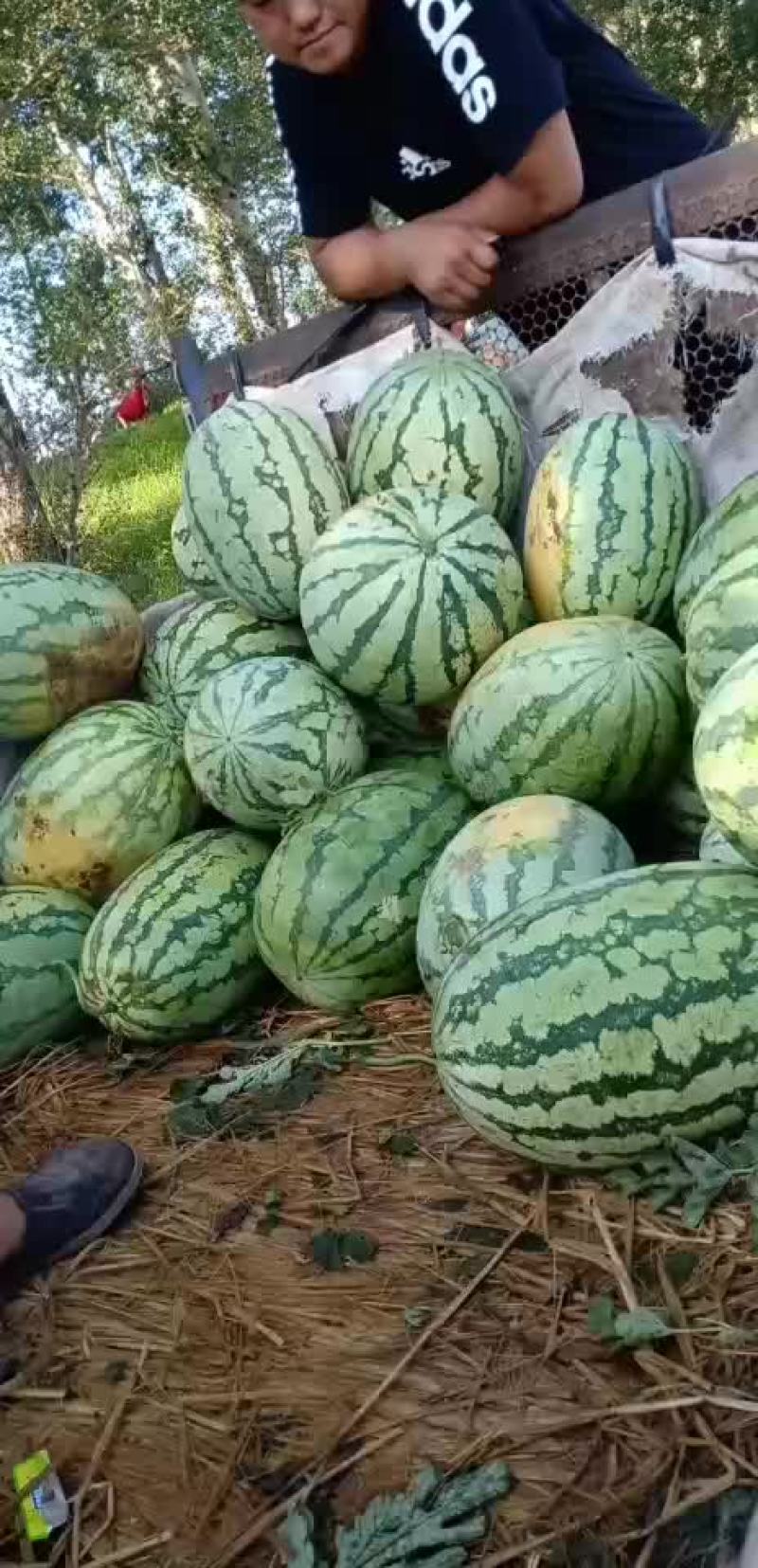 金城5号西瓜