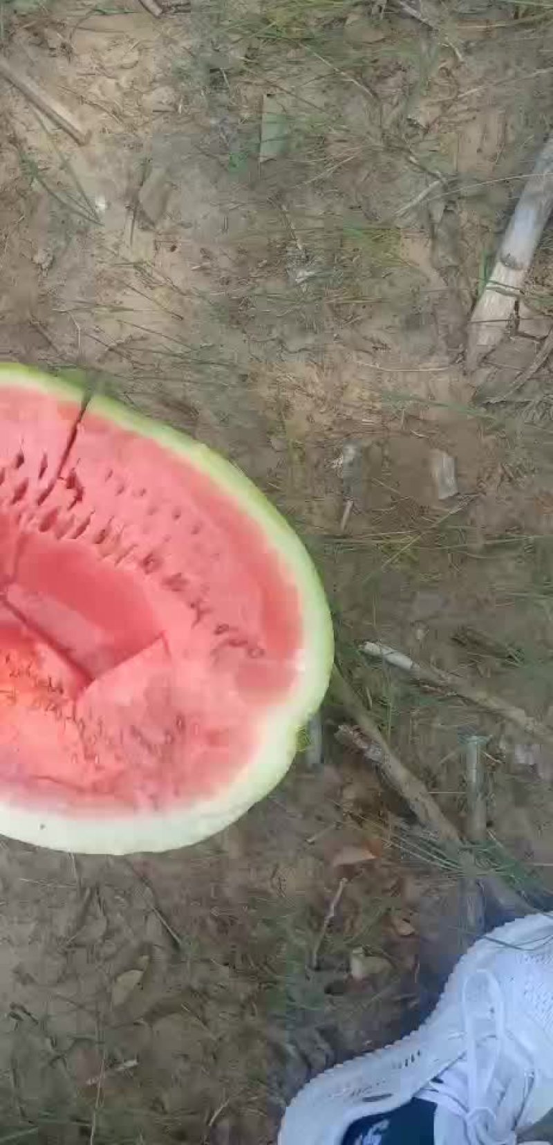 金城5号西瓜