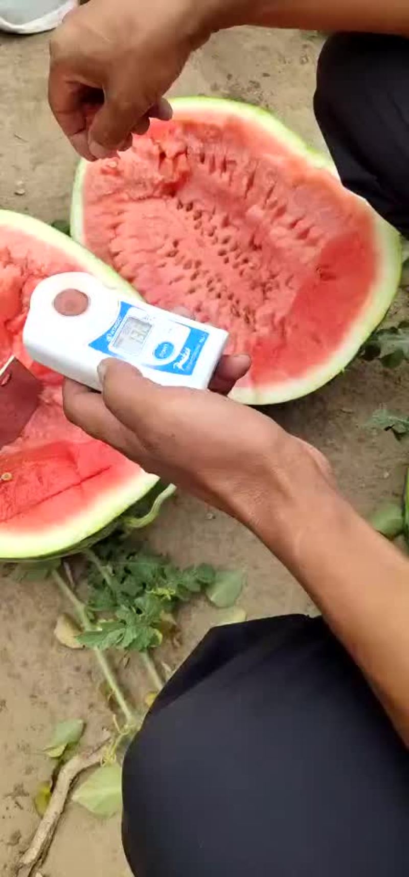 金城5号西瓜