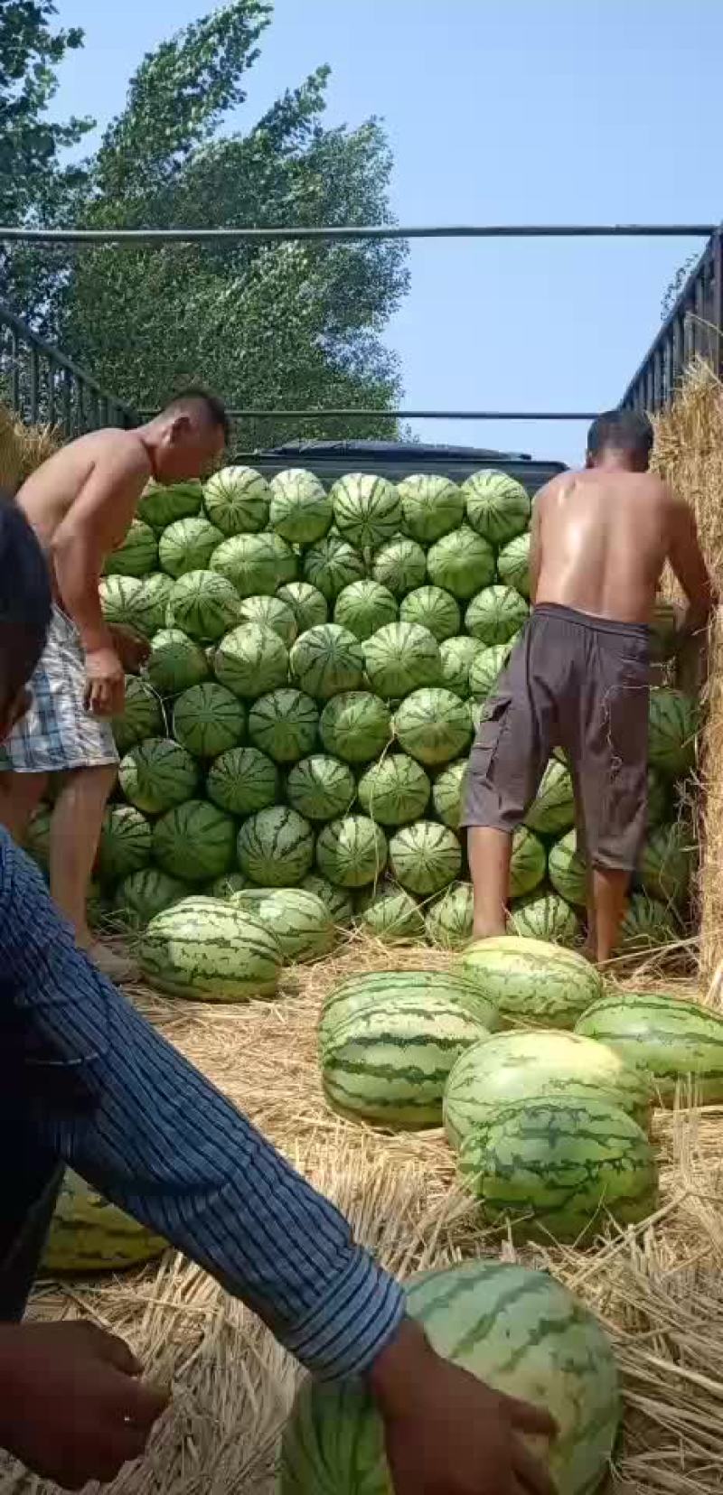 金城5号西瓜