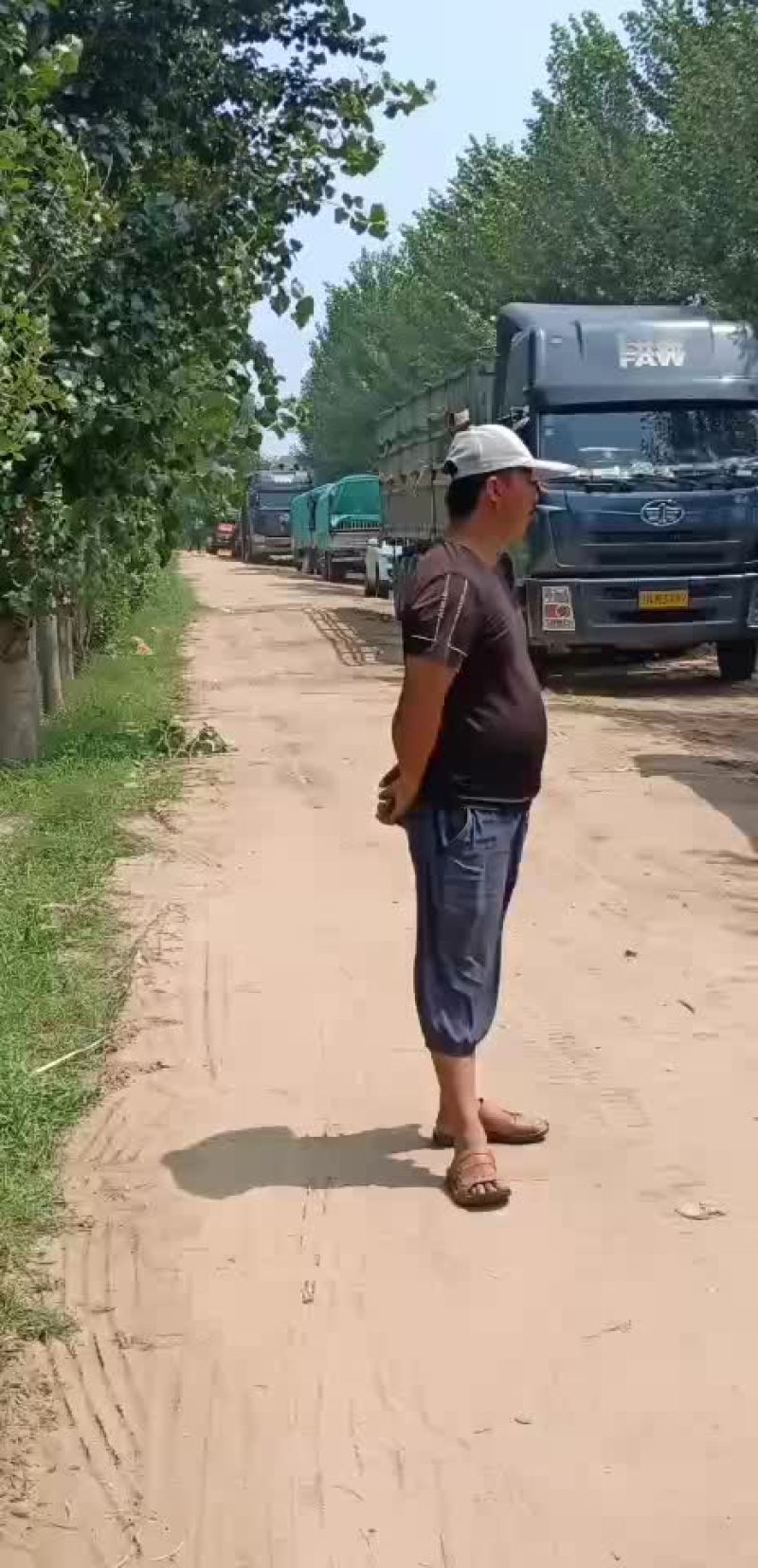 金城5号西瓜