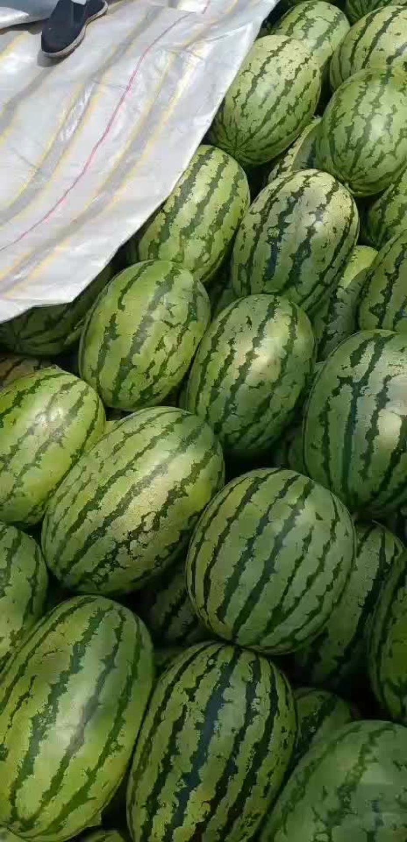 金城5号西瓜