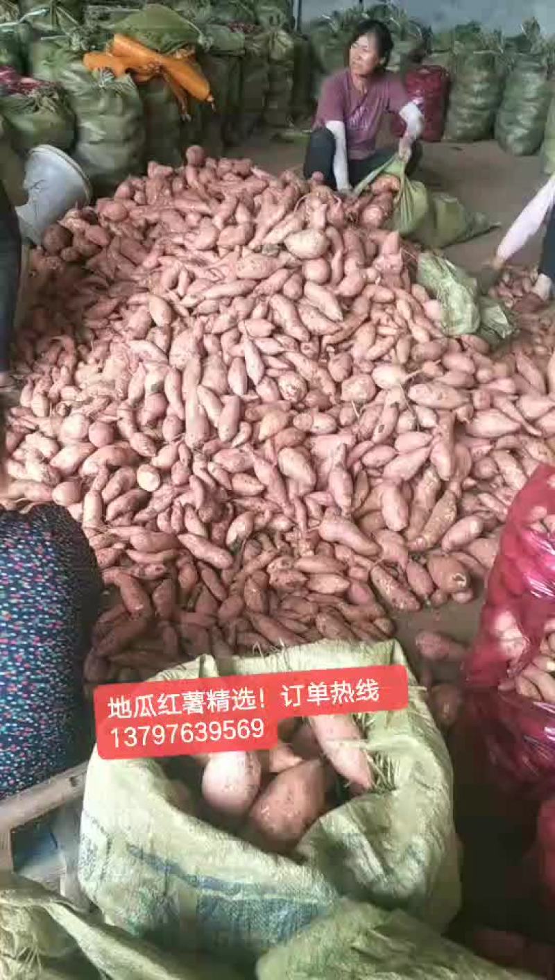 龙久红薯