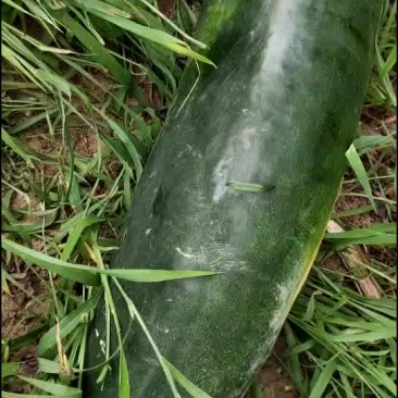 黑皮冬瓜质量很好