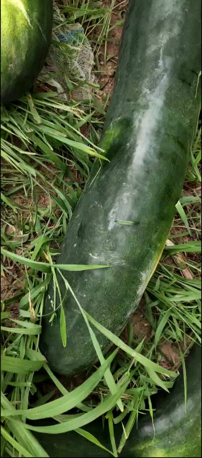 黑皮冬瓜质量很好