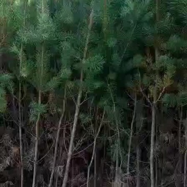 樟子松