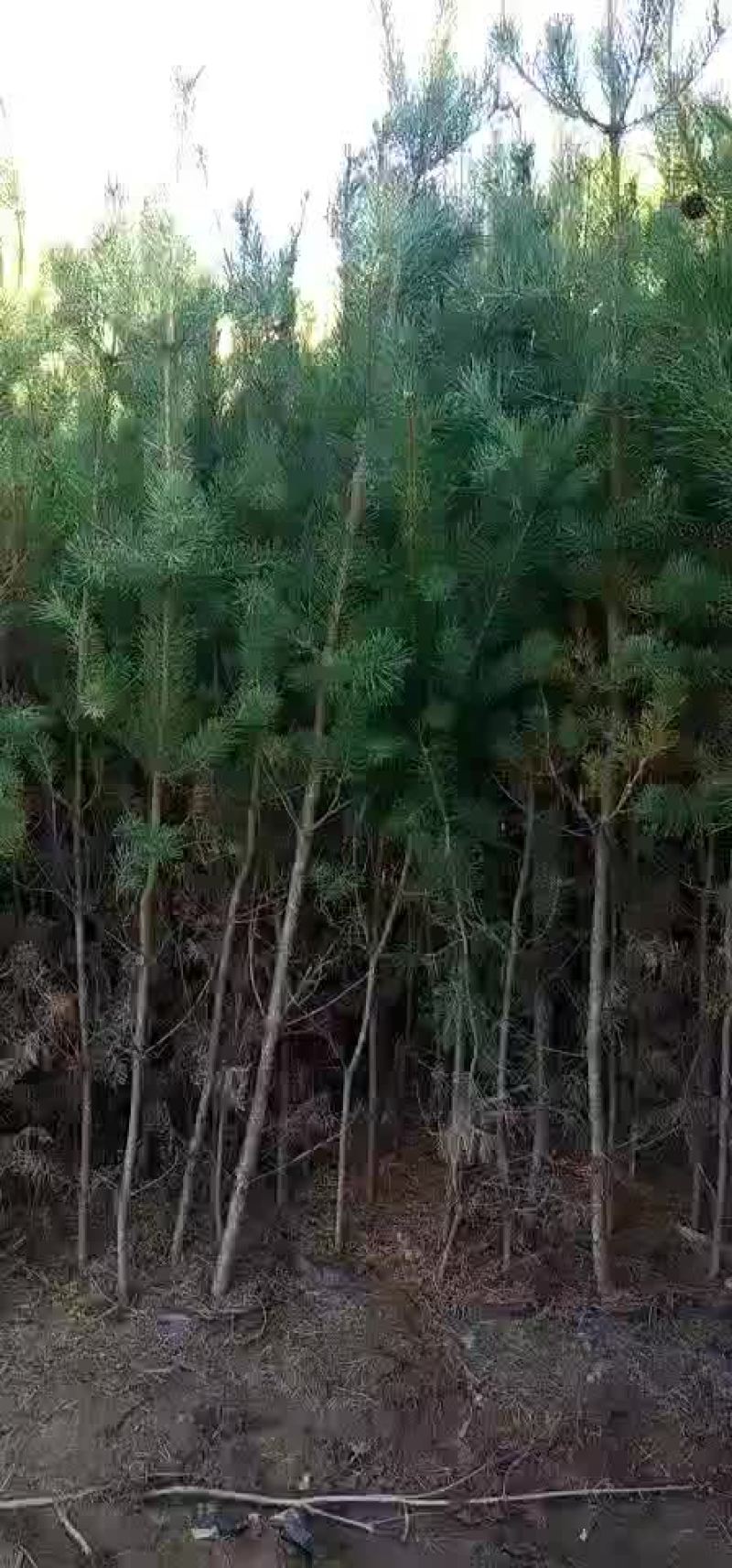 樟子松