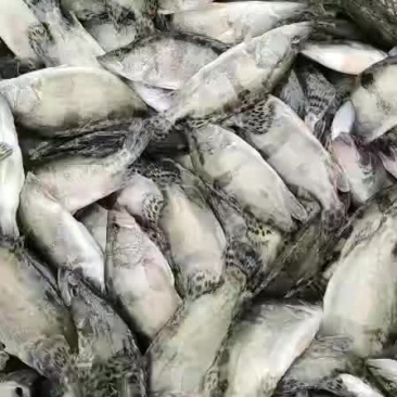 鳜鱼
