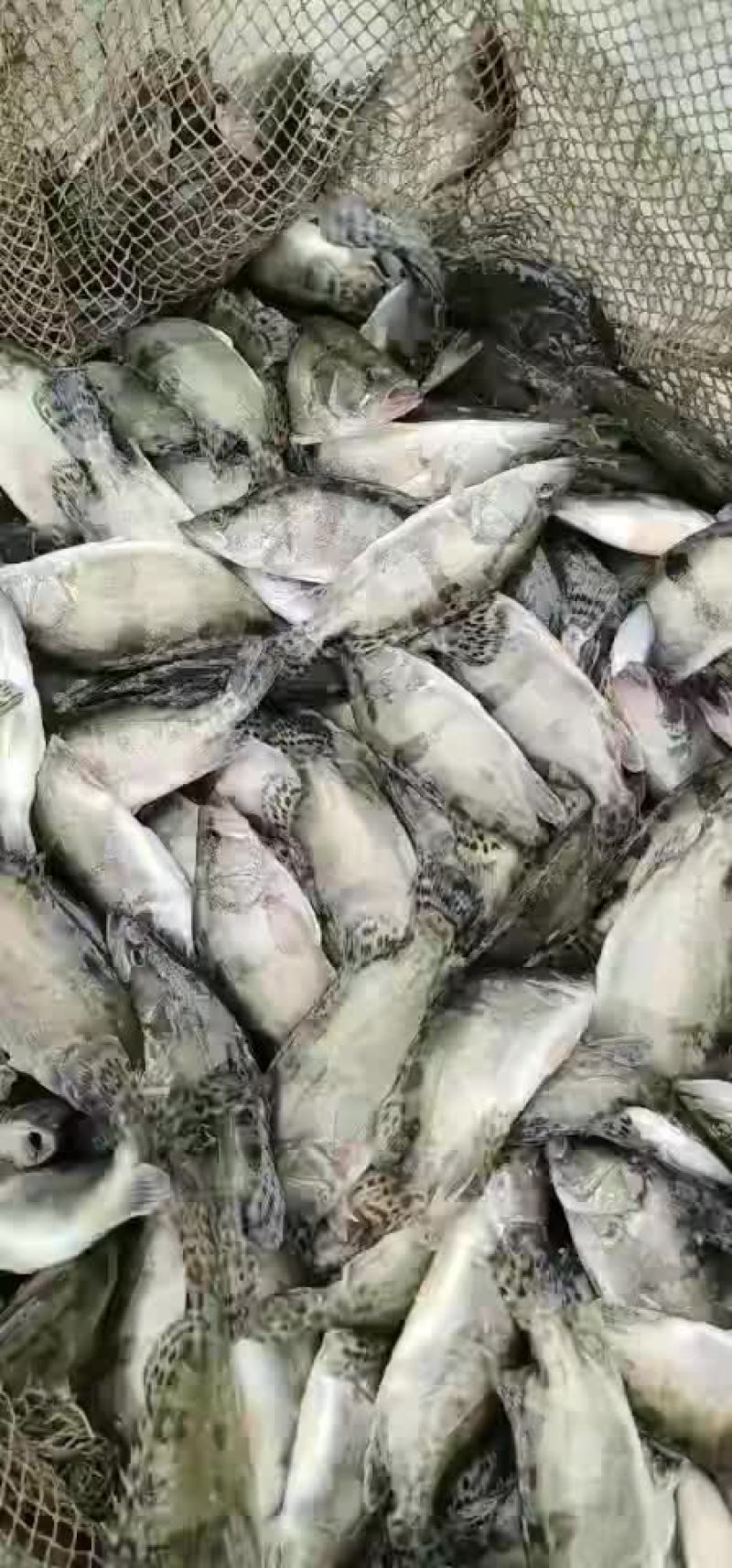 鳜鱼